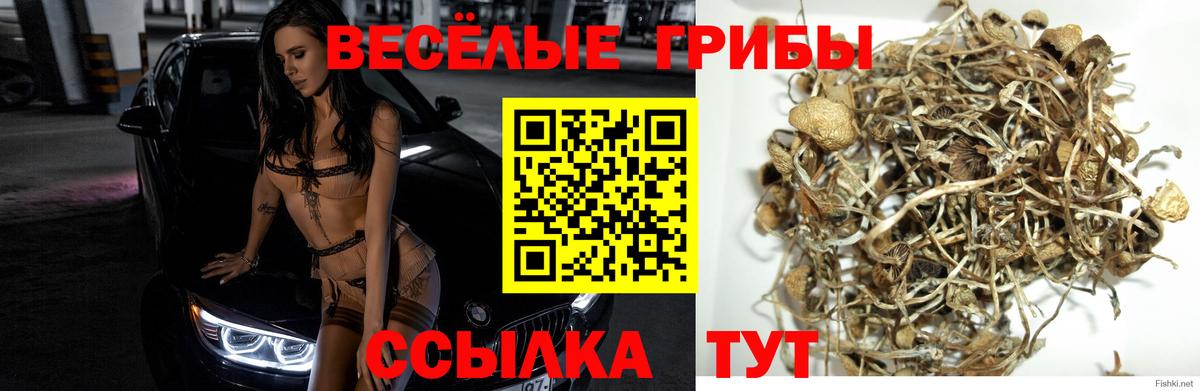 Псилоцибиновые грибы мухоморы Фрязино